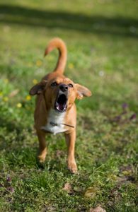 Defending Against a Dog Attack