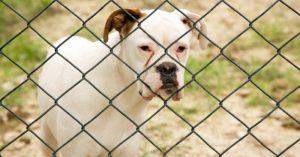 Boxer behind a fence