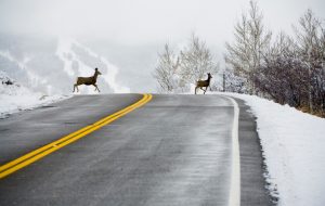 deer season animal collisions