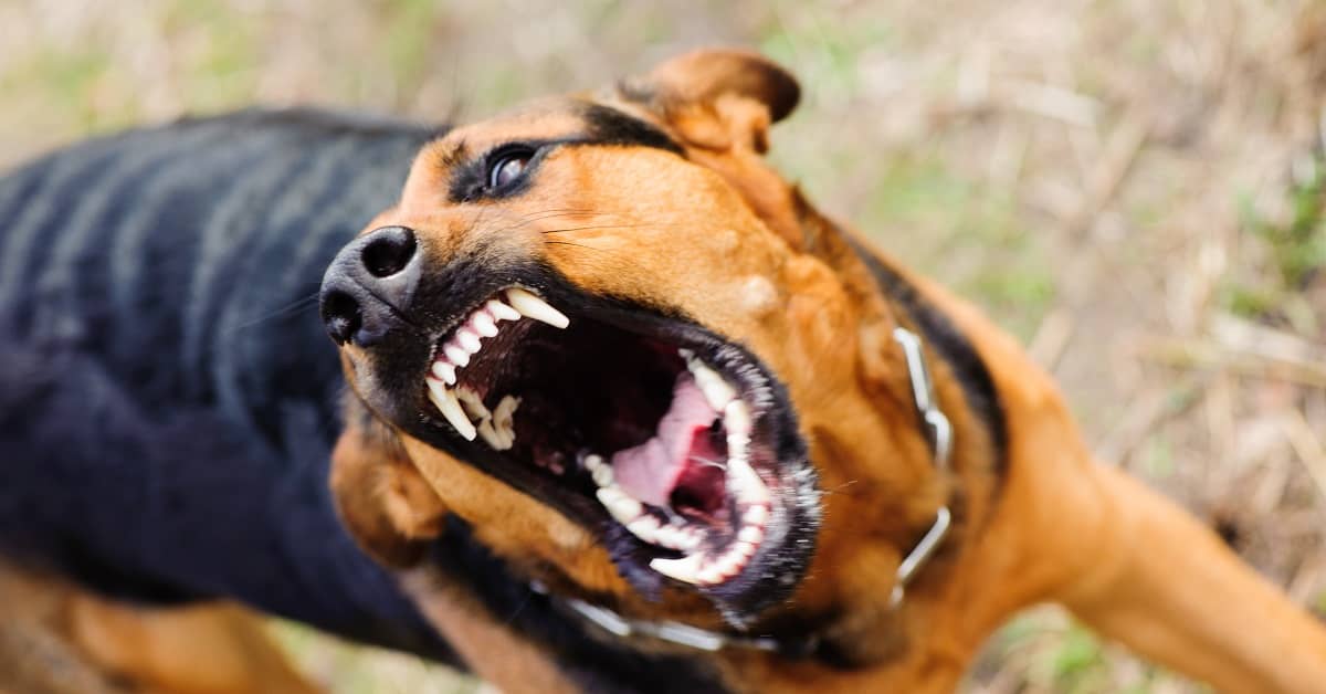 Is the Owner Liable for an Unprovoked Dog Attack? | The Flood Law Firm