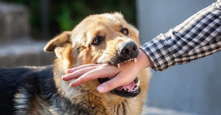 What Is Strict Liability In A Dog Bite Claim The Flood Law Firm