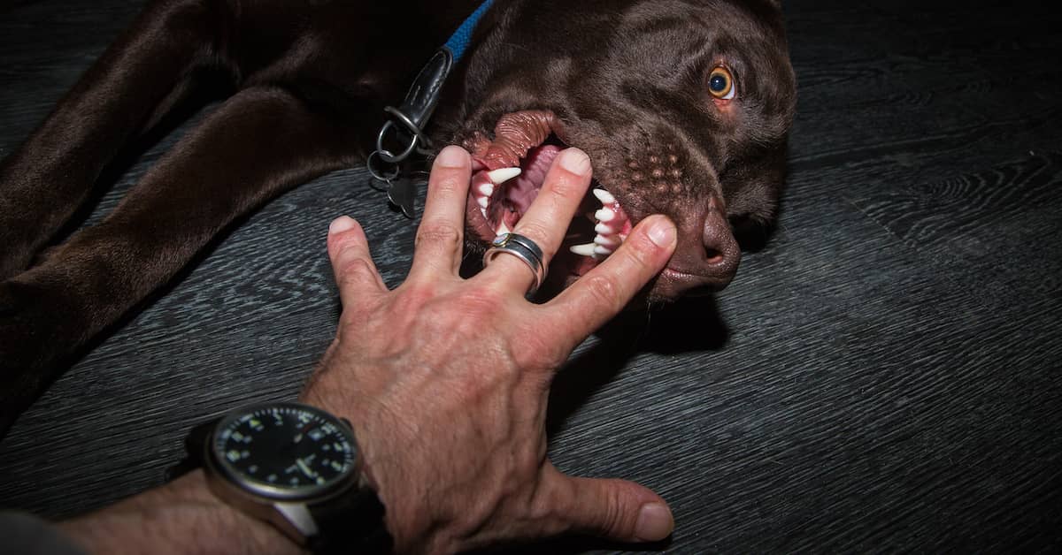 angry dog biting person's hand