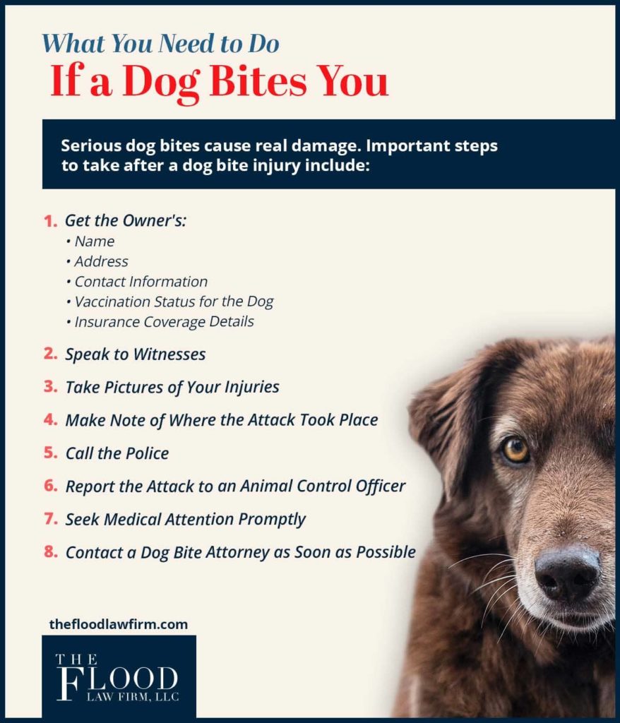 what you need to do if a dog bites you?