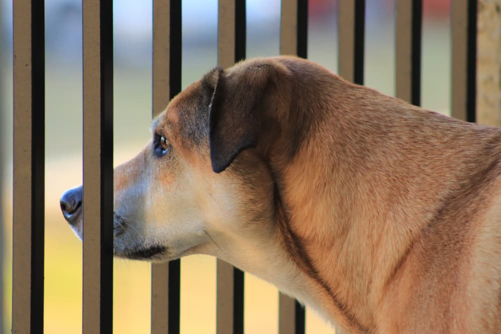 Civil law suits for dog attacks: bites to dogs, rushing at passers-by causing falls, gates opening. Applies to landed & HDB estates.