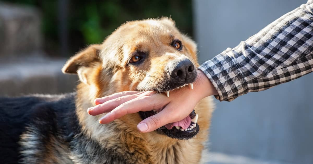 When Is the Owner Liable for a Dog Bite? | The Flood Law Firm