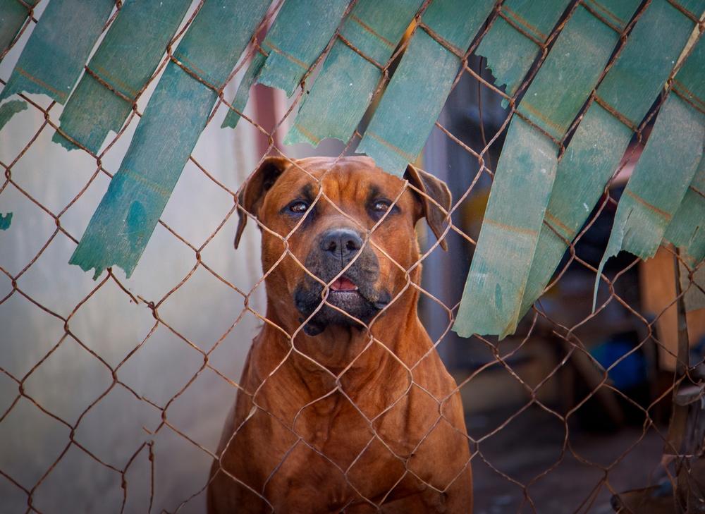 Dog behind a chain link fence, looking at camera